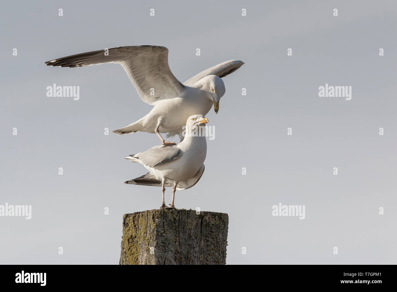 Herring Gull mating behaviour Stock Photo Alamy