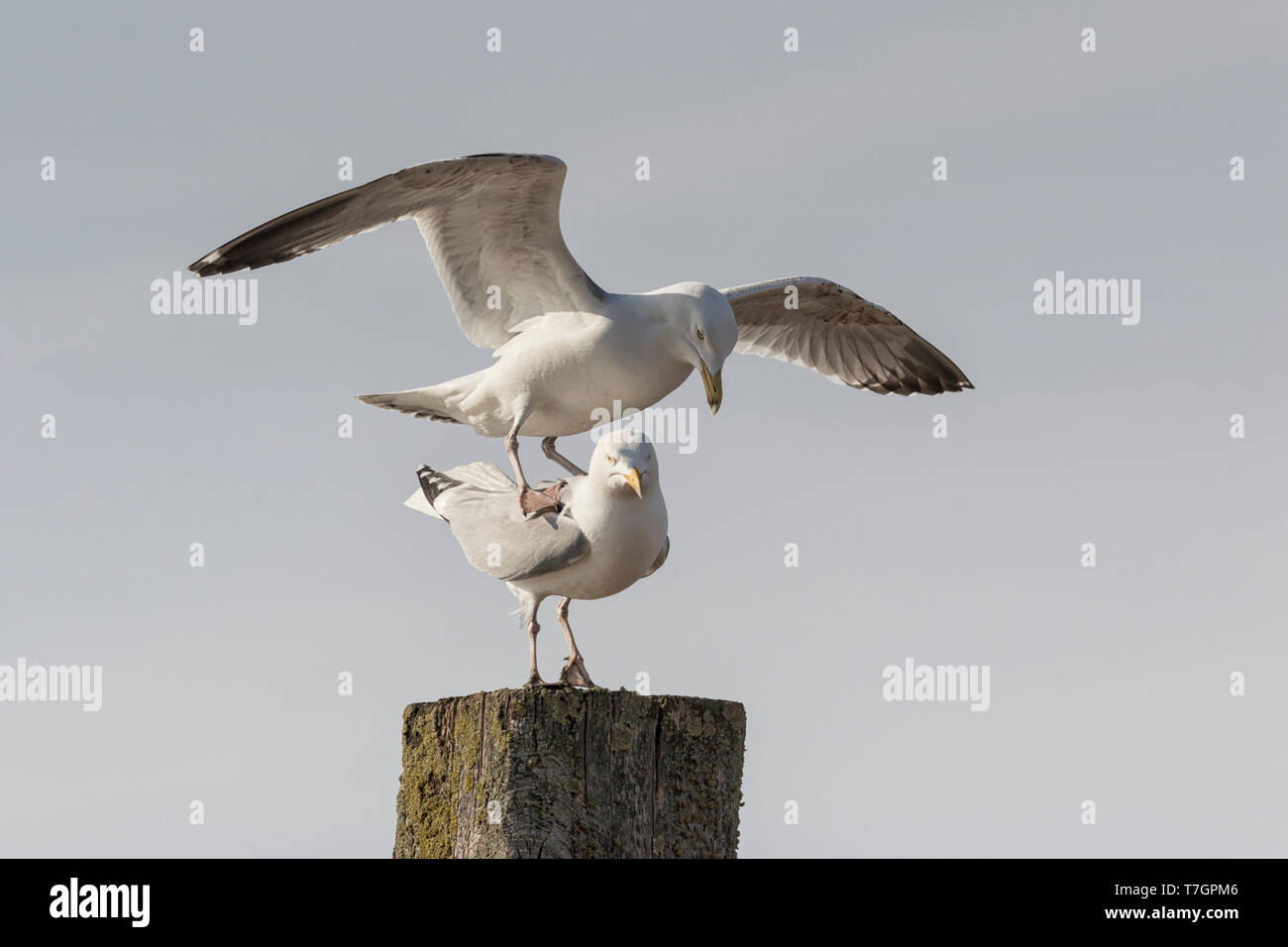 Herring Gull mating behaviour Stock Photo Alamy