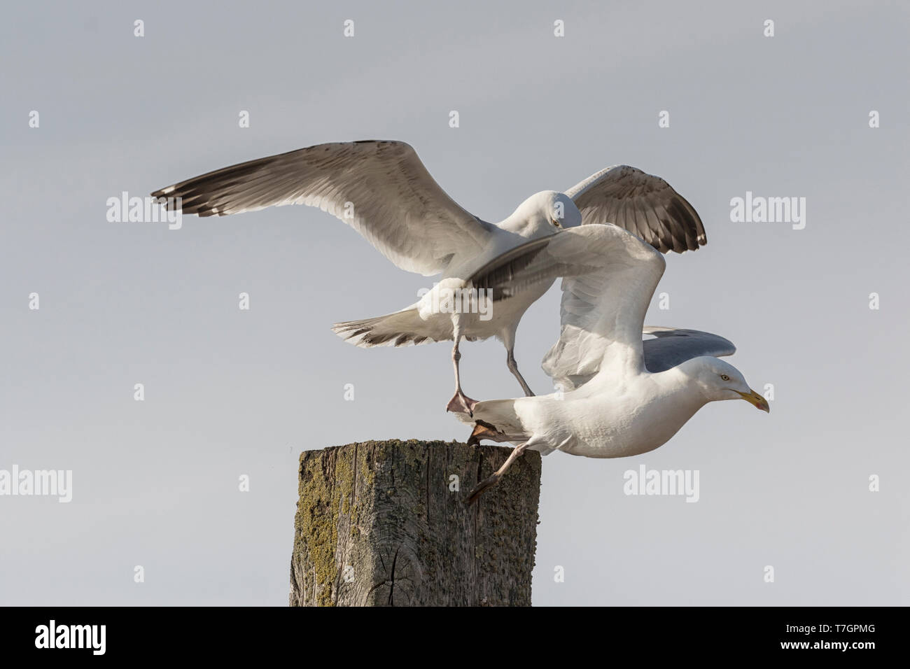 Herring Gull mating behaviour Stock Photo Alamy