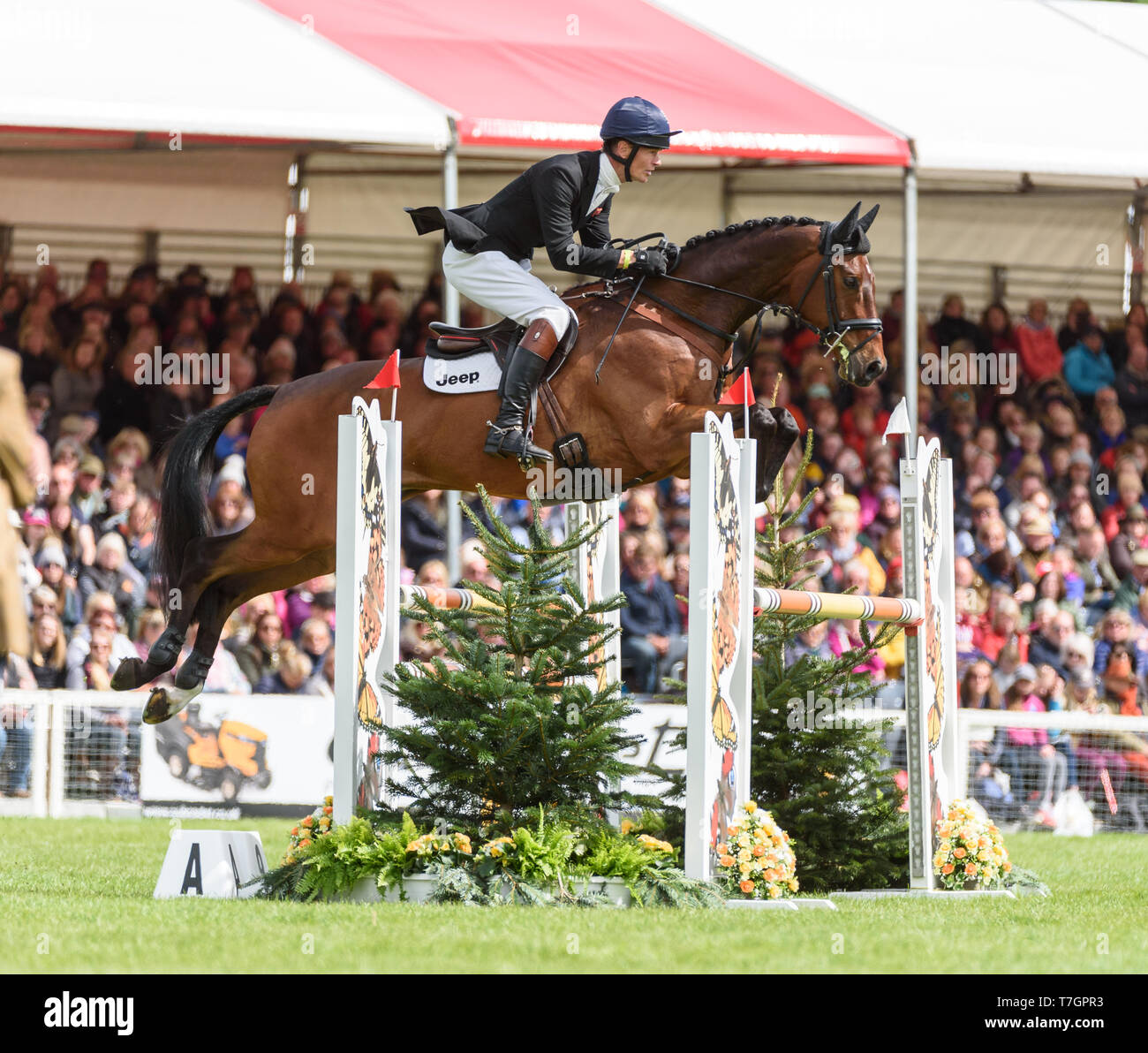 William Fox-Pitt and LITTLE FIRE during the showjumping phase, Mitsubishi Motors Badminton Horse Trials, Gloucestershire, 2019 Stock Photo