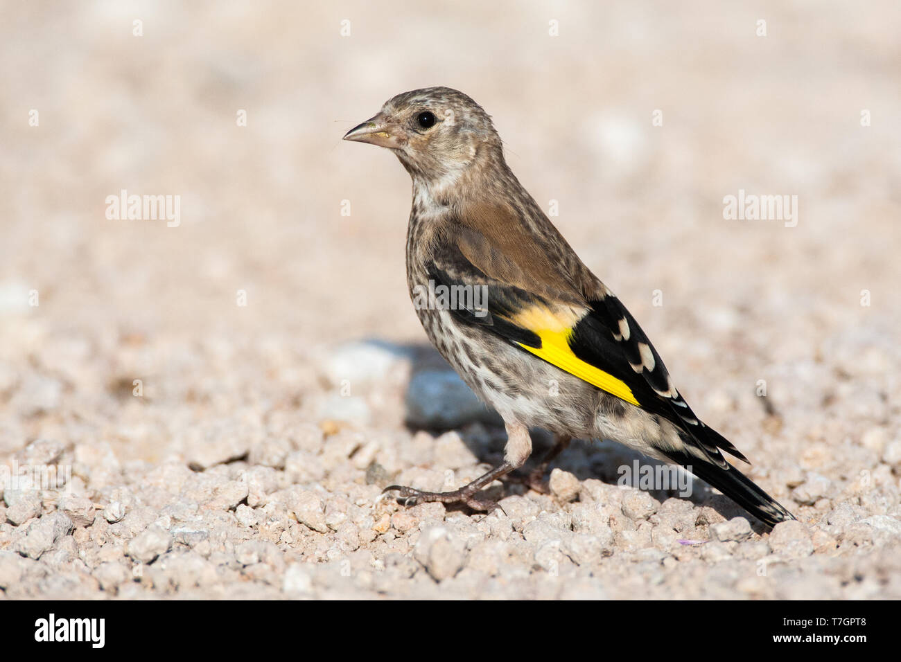 juvenile European Goldfinch (Carduelis carduelis) perched on the ground. Stock Photo