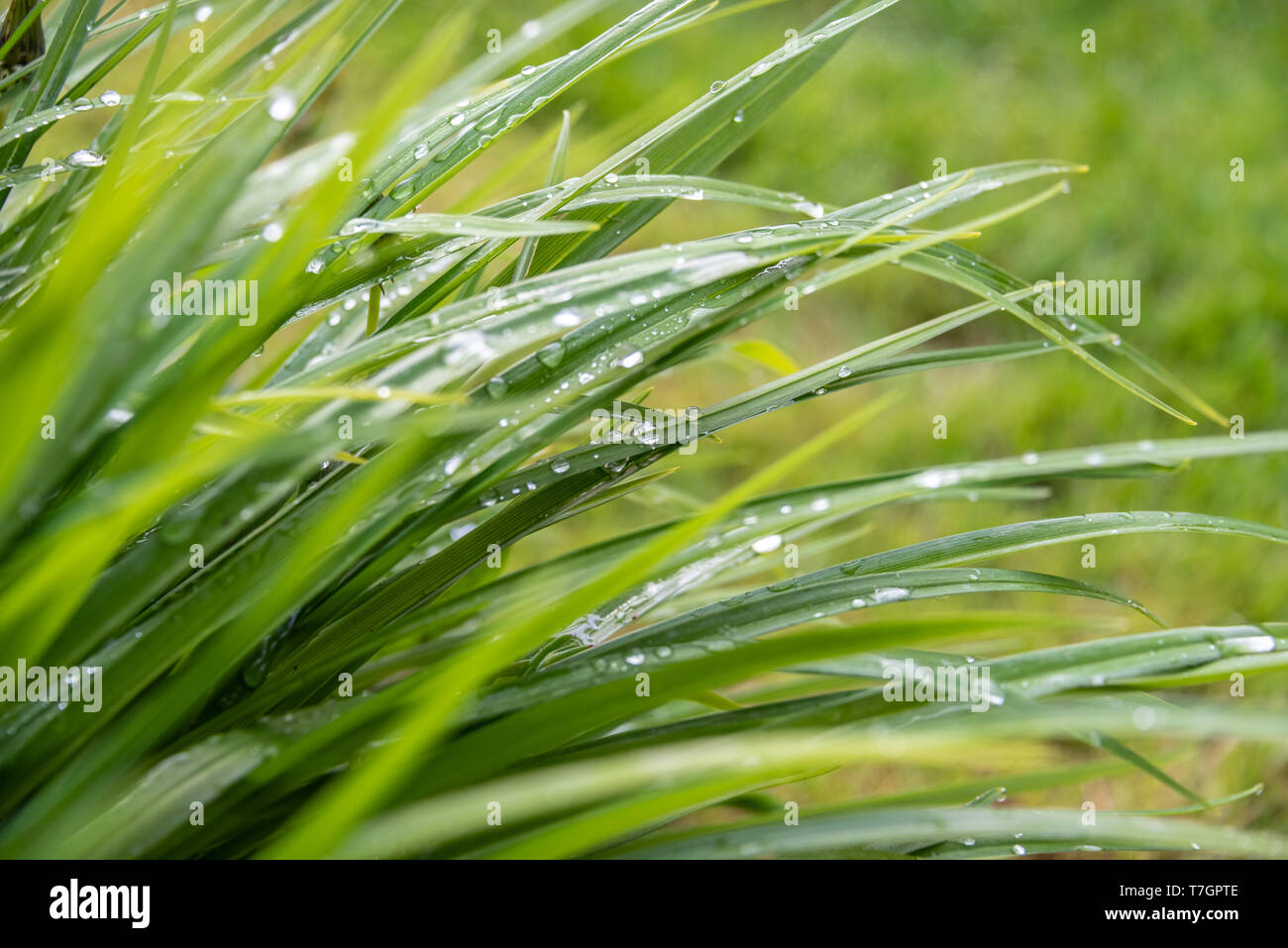 Following a heavy rain shower, small water droplets nestle precariously on a thatch of reeds in a local garden in Carrickfergus, Northern Ireland. Stock Photo