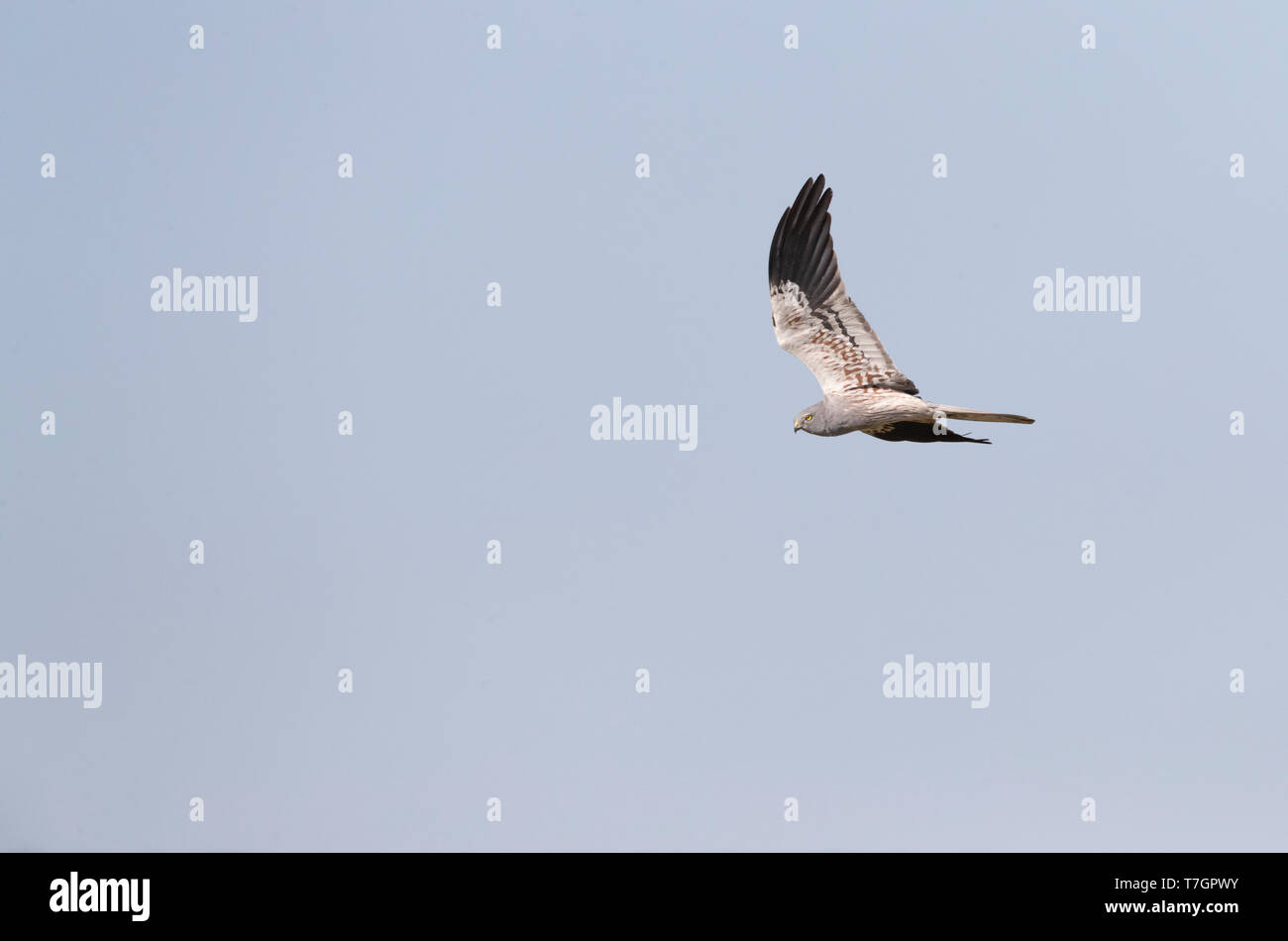 Male Montagu's Harrier (Circus pygargus) in flight in Spain. Showing ...