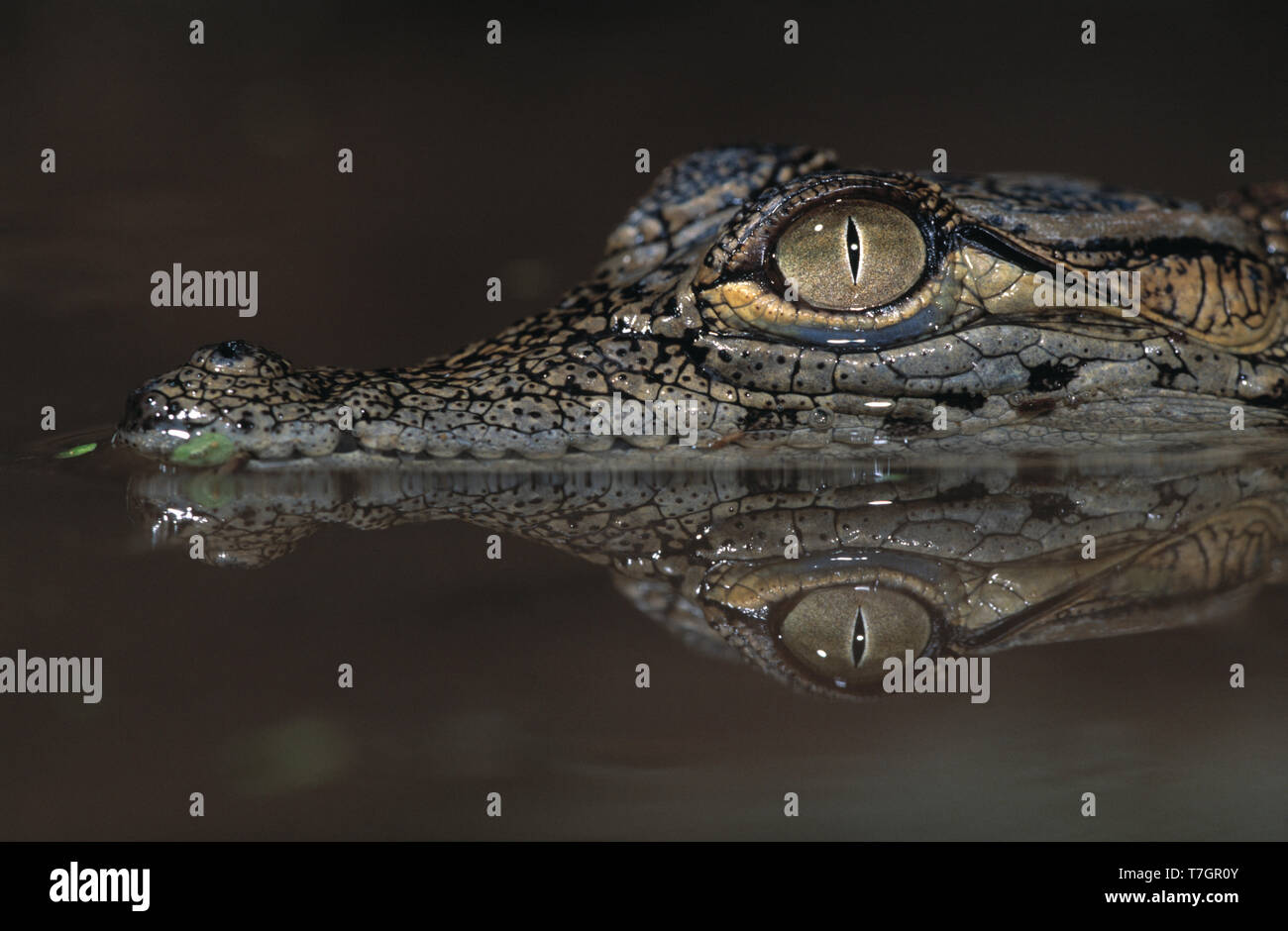 Egypt. Nile Crocodile. Juvenile. Crocodylus niloticus Stock Photo - Alamy