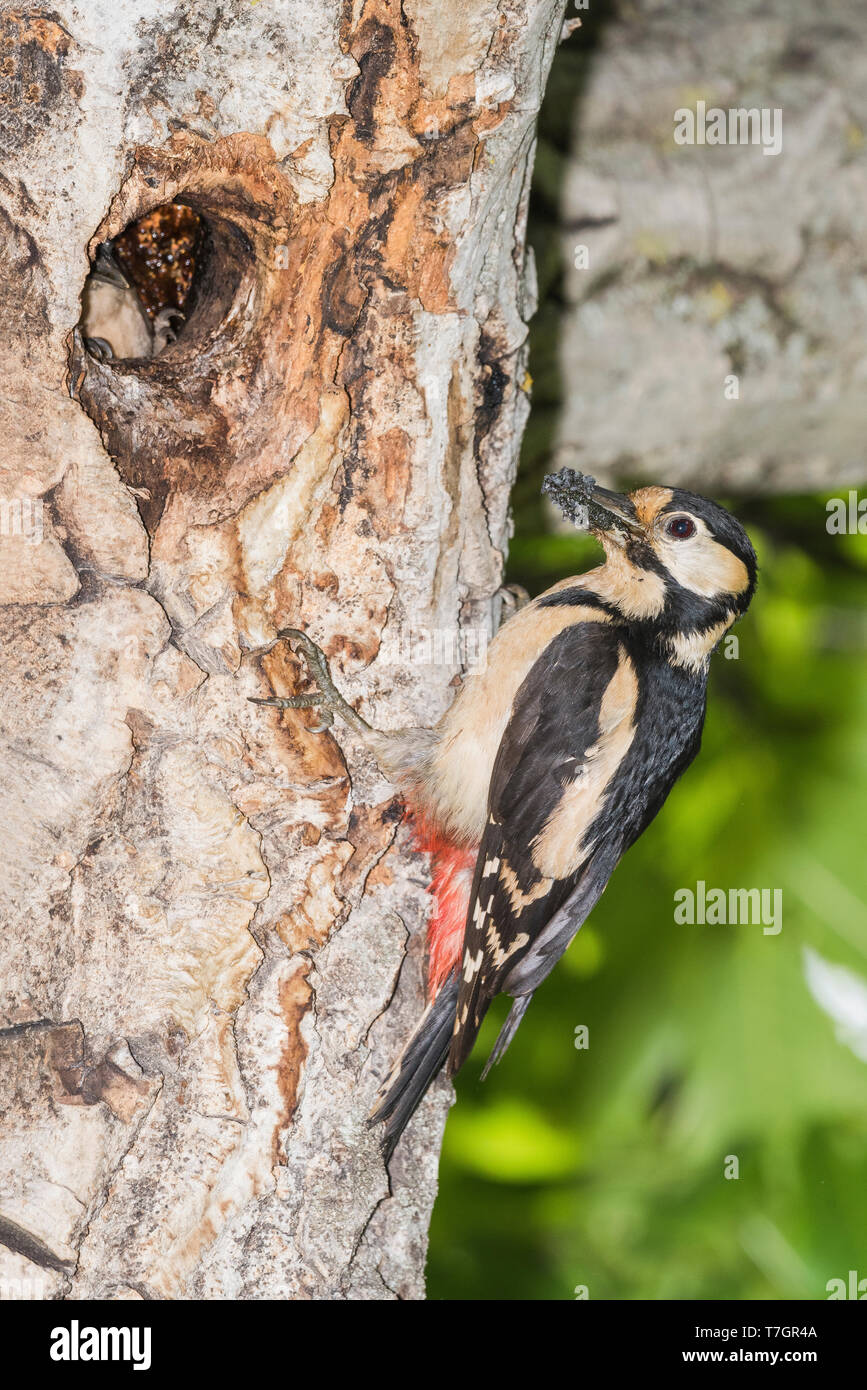 Great Spotted Woodpecker feeding begging young Stock Photo