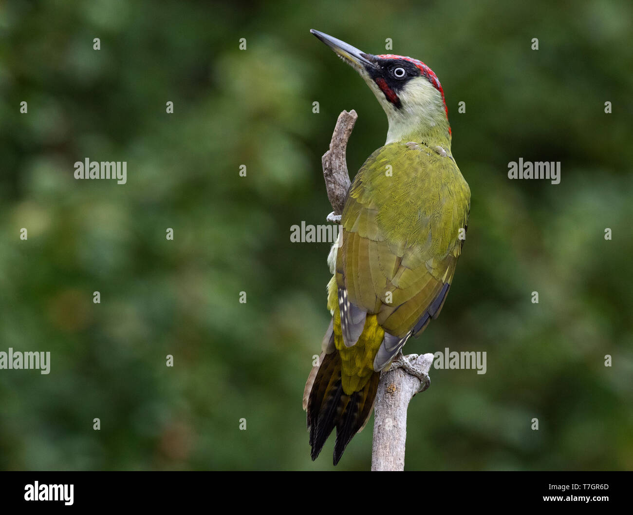 Male Green Woodpecker (Picus viridis) in Bulgarian garden during autumn. Seen from the back. Stock Photo