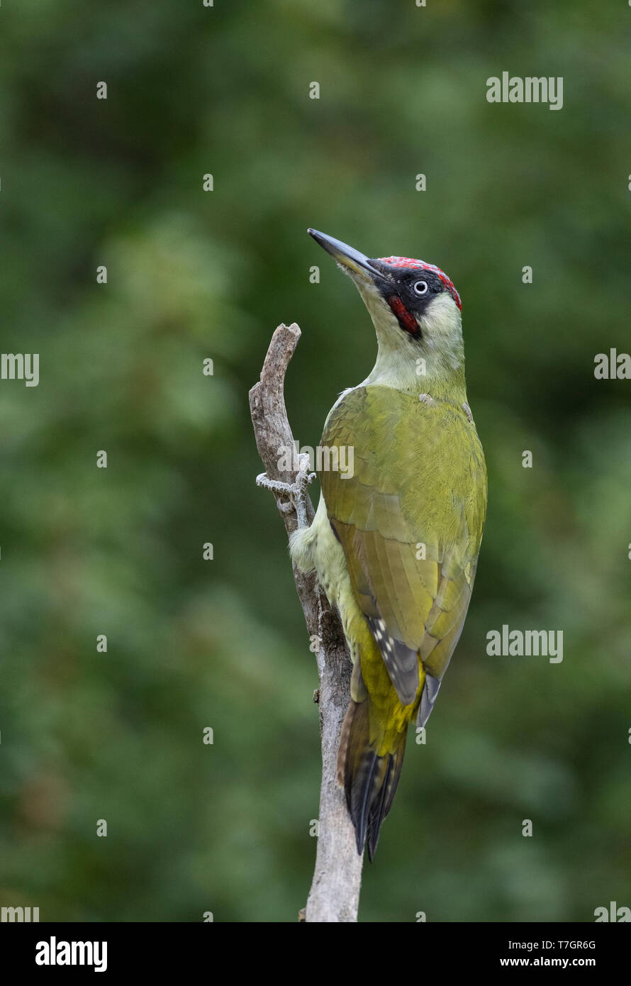 Male Green Woodpecker (Picus viridis) in Bulgarian garden during autumn. Seen from the back, looking sideways. Stock Photo