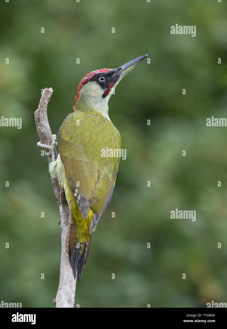 Male Green Woodpecker (Picus viridis) in Bulgarian garden during autumn. Seen from the back, looking to the right. Stock Photo