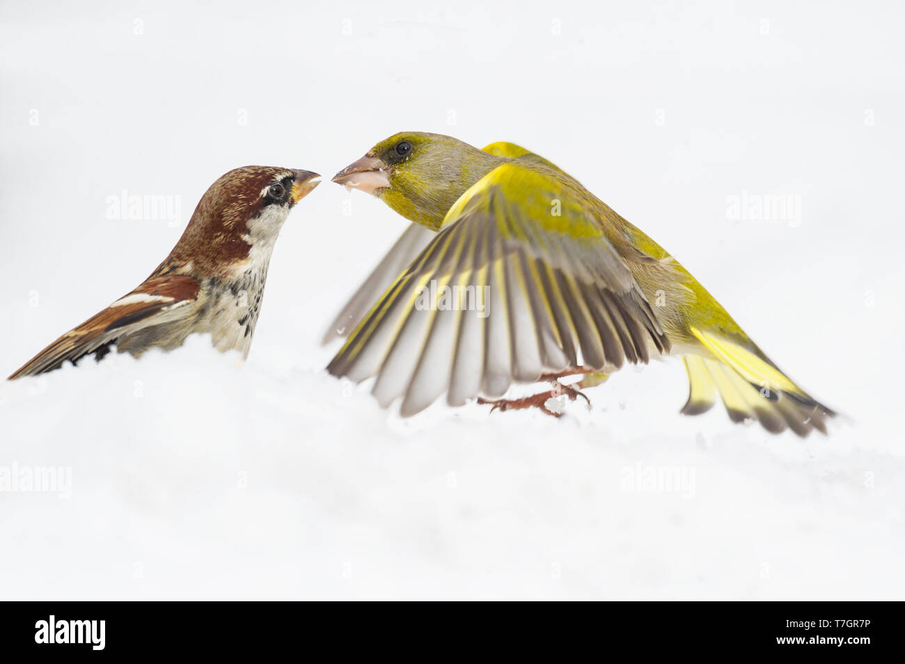 European Greenfinch fighting with a male house sparrow Stock Photo