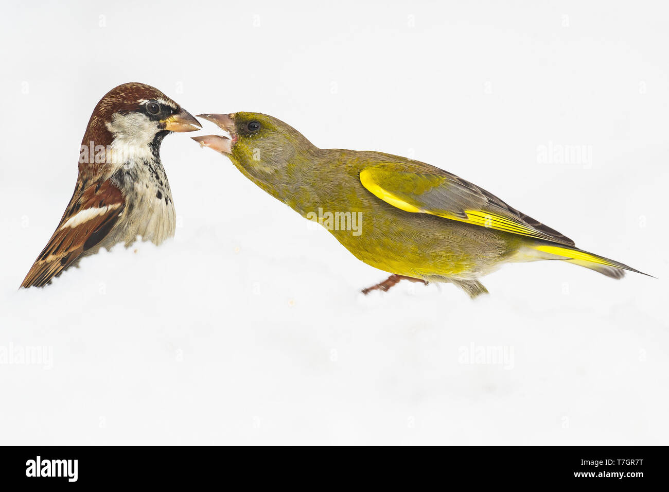European Greenfinch fighting with a male house sparrow Stock Photo