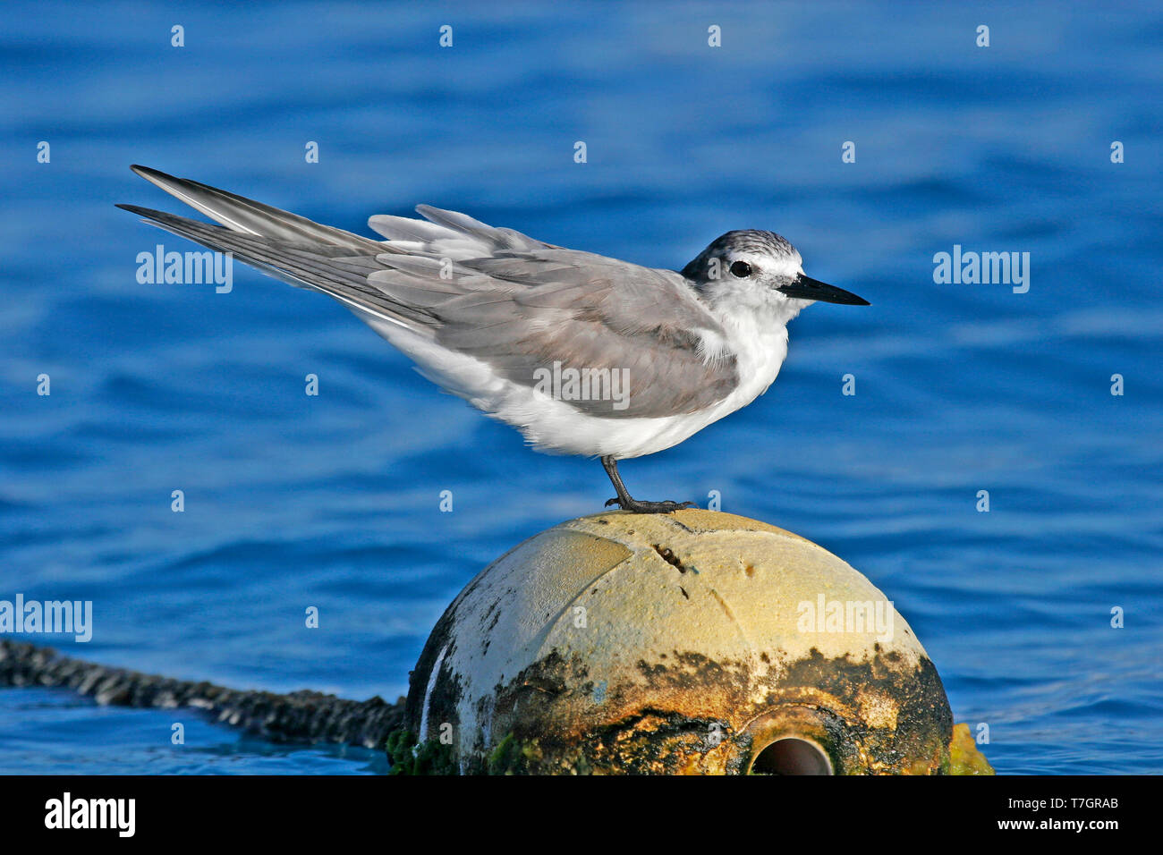 Spectacled tern (Onychoprion lunatus), also known as the grey-backed tern, standing on a buoy in tropical seas in Polynesia. Stock Photo