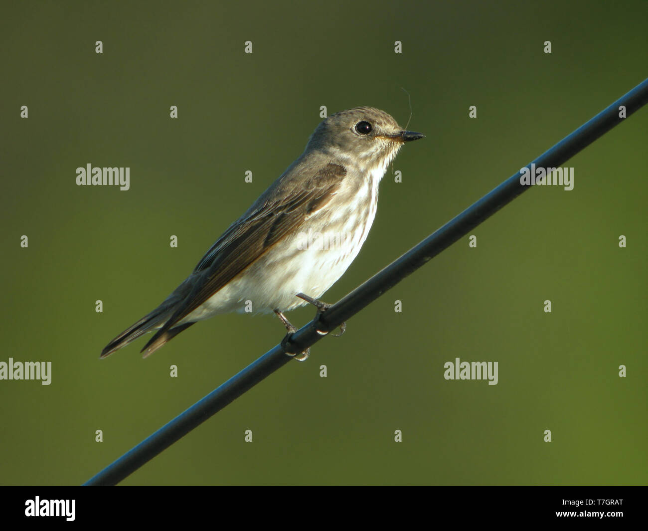 Grey-streaked Flycatcher (Muscicapa griseisticta) on Heuksan do island - South Korea. Perched on a wire. Stock Photo