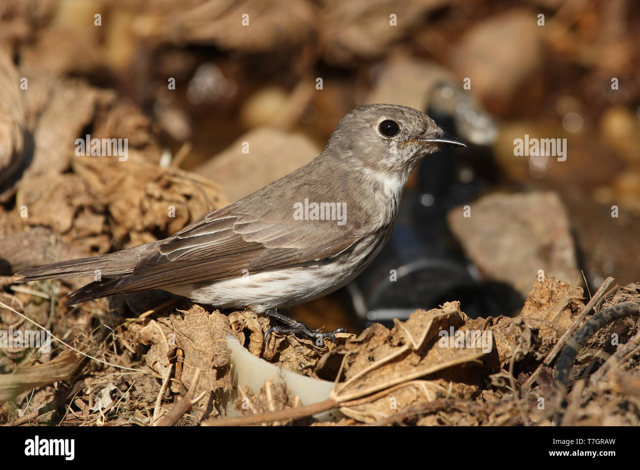 Grey-streaked Flycatcher (Muscicapa griseisticta) on Heuksan do island - South Korea. Perched on the ground. Stock Photo