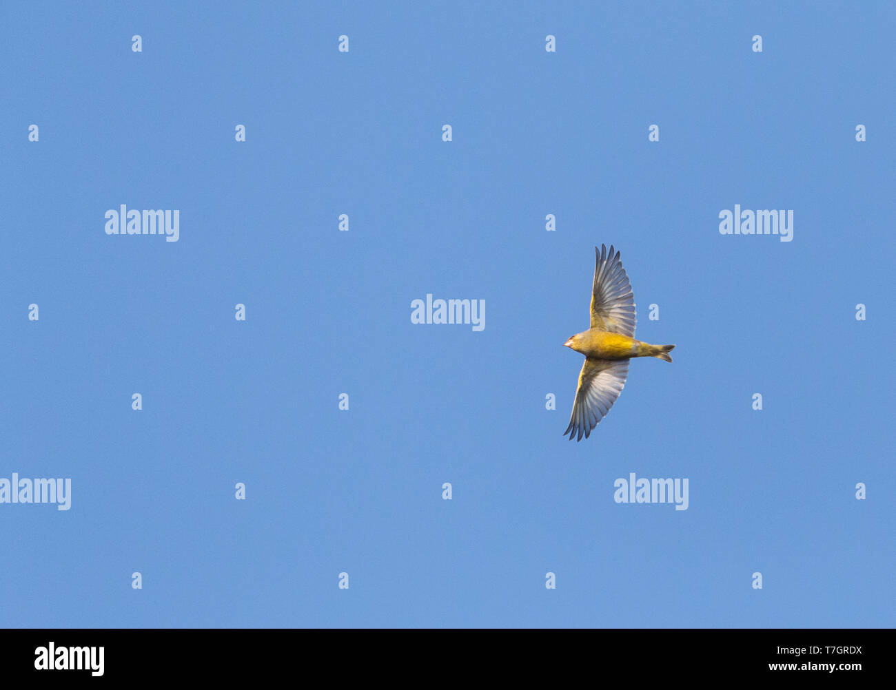 European Greenfinch (Carduelis chloris) in flight, migration during autumn over the Wadden island Vlieland in the Netherlands. Flying directly overhea Stock Photo