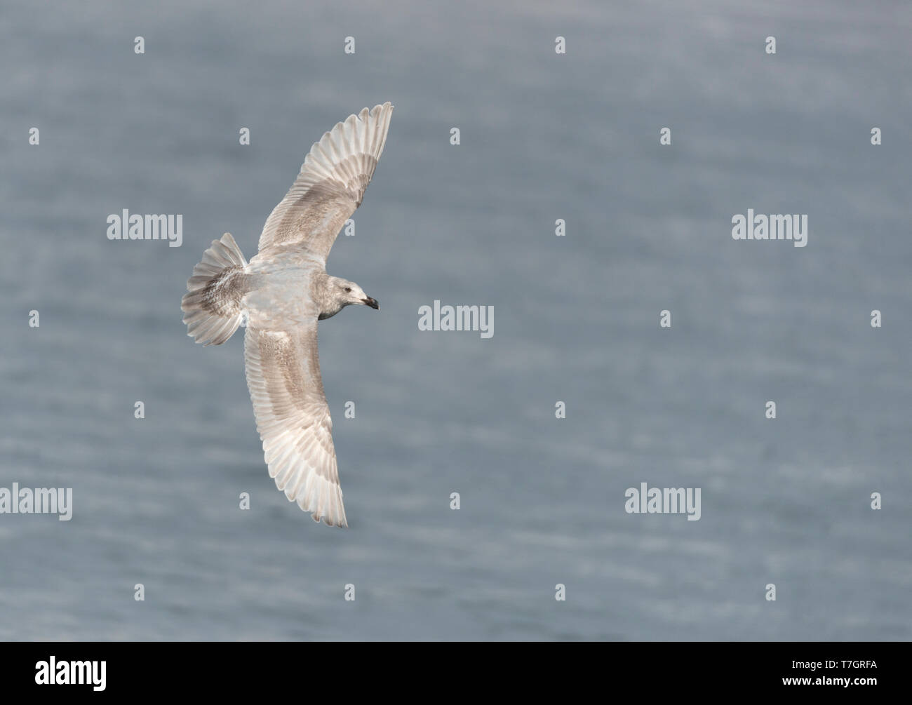 Second-winter Glaucous-winged Gull (Larus glaucescens) in flight over Pacific ocean off Japan. Showing upper wings. Stock Photo