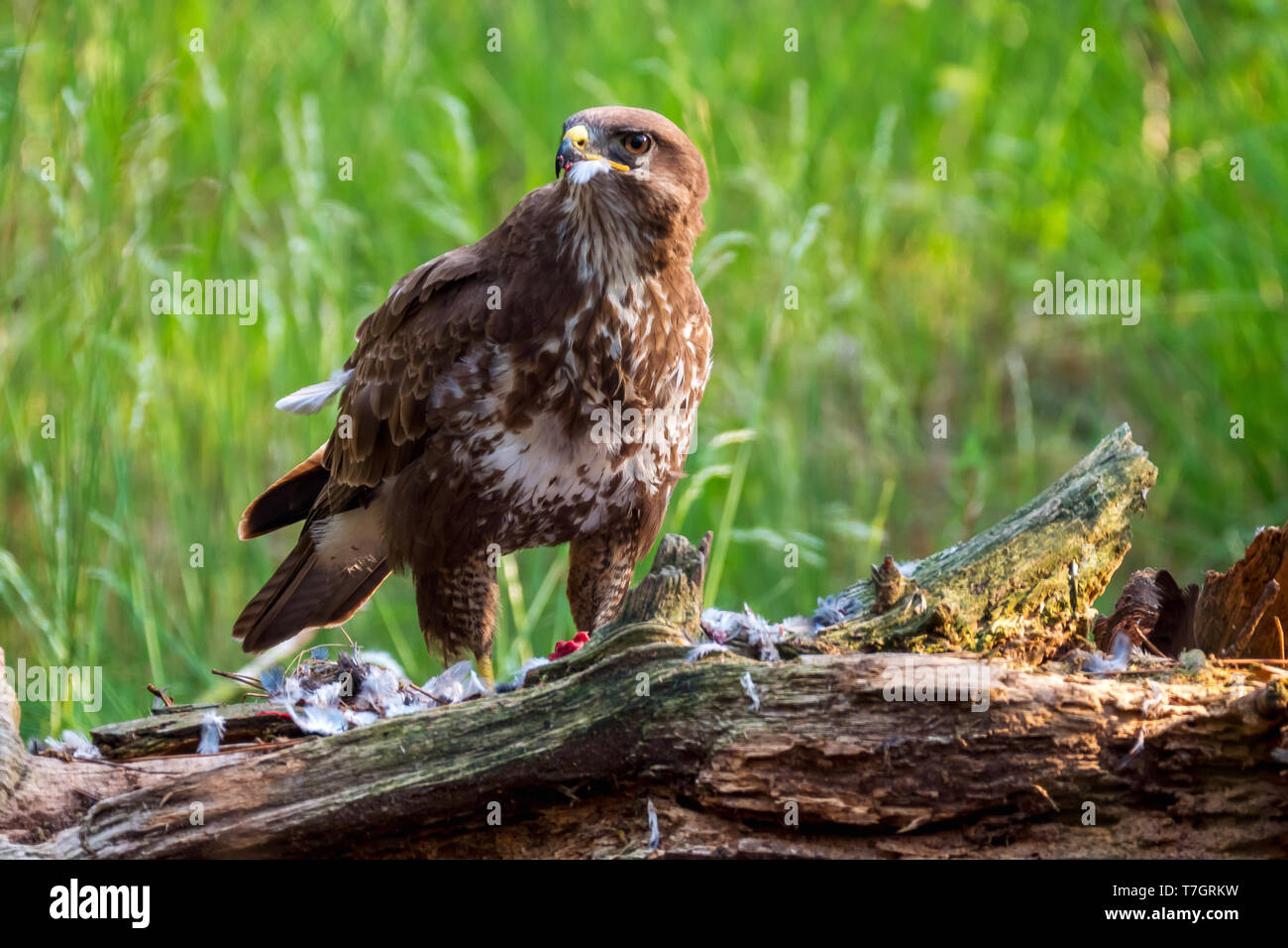 Common Buzzard (Buteo buteo) plucking it’s prey on a tree trunc in the Netherlands. Stock Photo