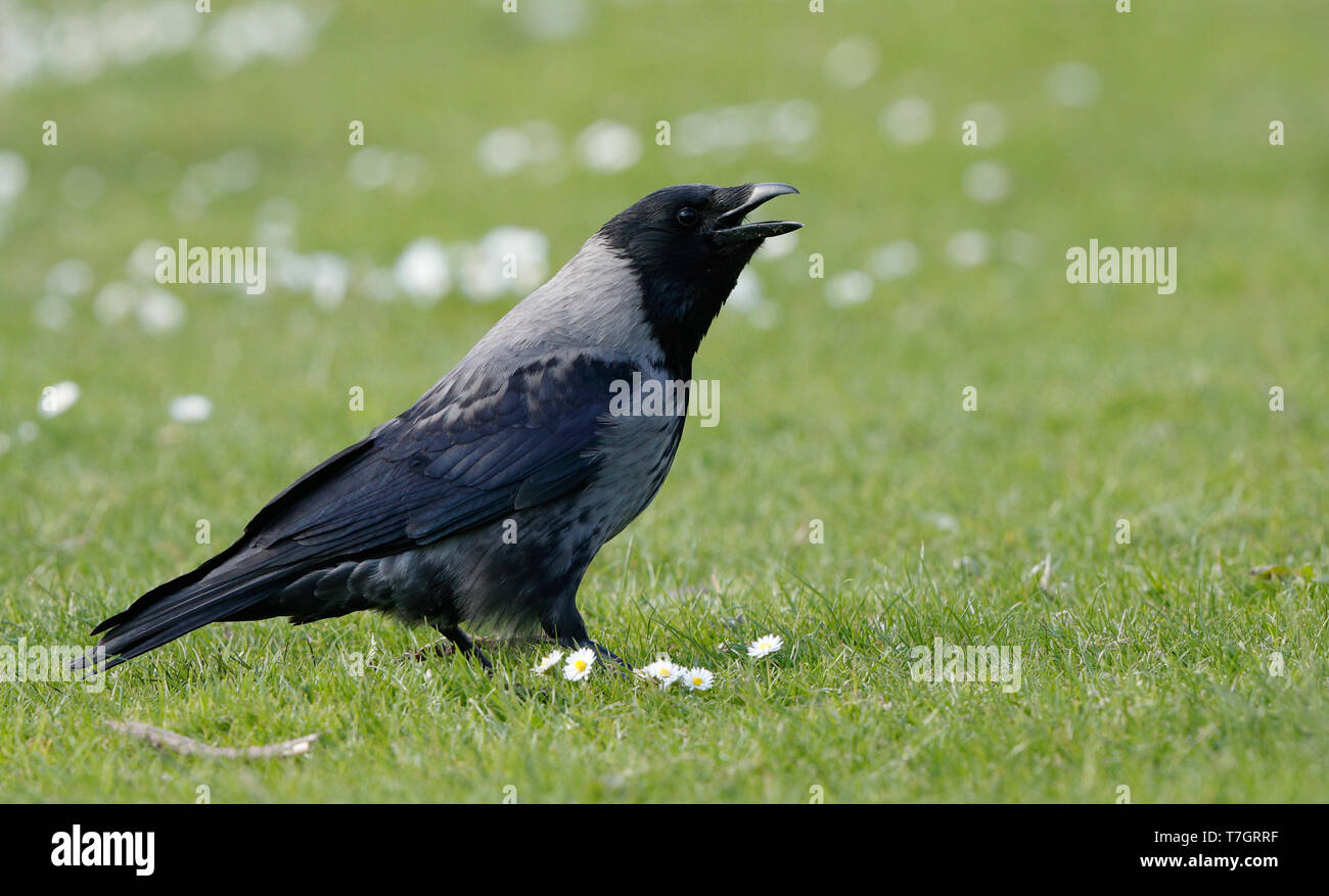 Hybrid Carrion Crow x Hooded Crow at Gentofte Sø, Denmark Stock Photo