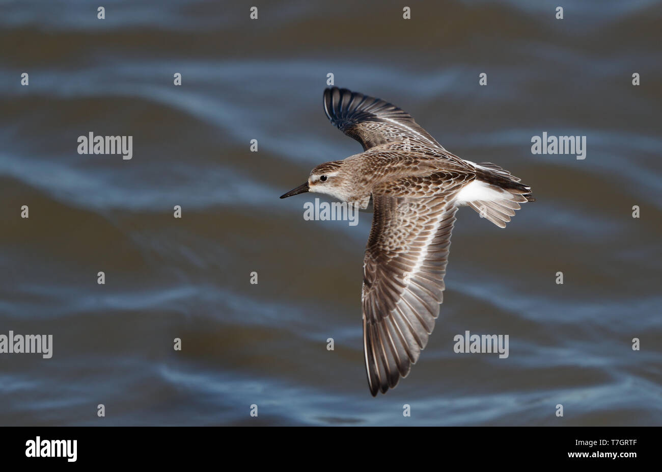 First-winter Semipalmated Sandpiper (Calidris pusilla) in flight at Reed's Beach, New Jersey, USA. Seen from above. Stock Photo