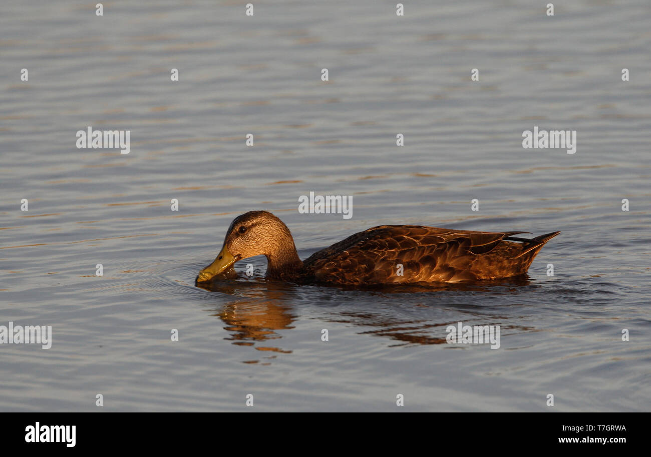 American Black Duck, Anas rubripes, at Cape May, New Jersey, USA Stock Photo