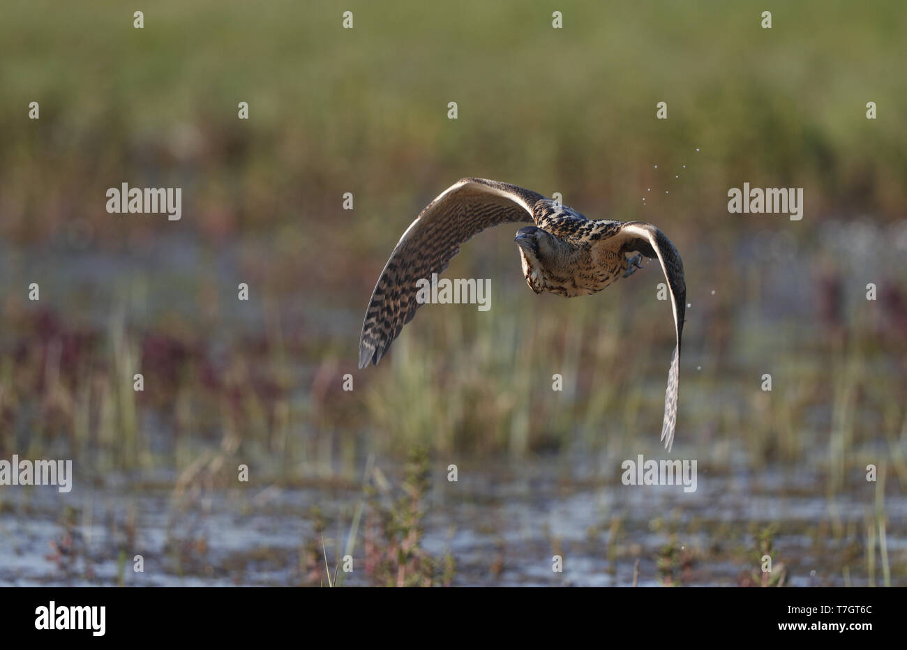 Eurasian Bittern, Botaurus stellaris, in flight at Langeland, Denmark