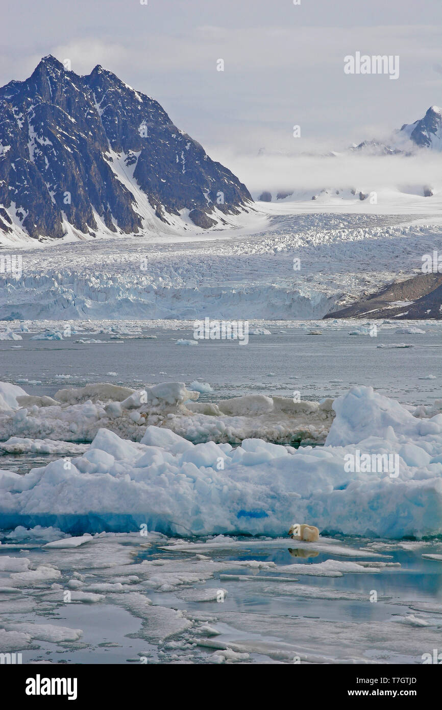 Polar Bear (Ursus marinus) on pack ice Stock Photo