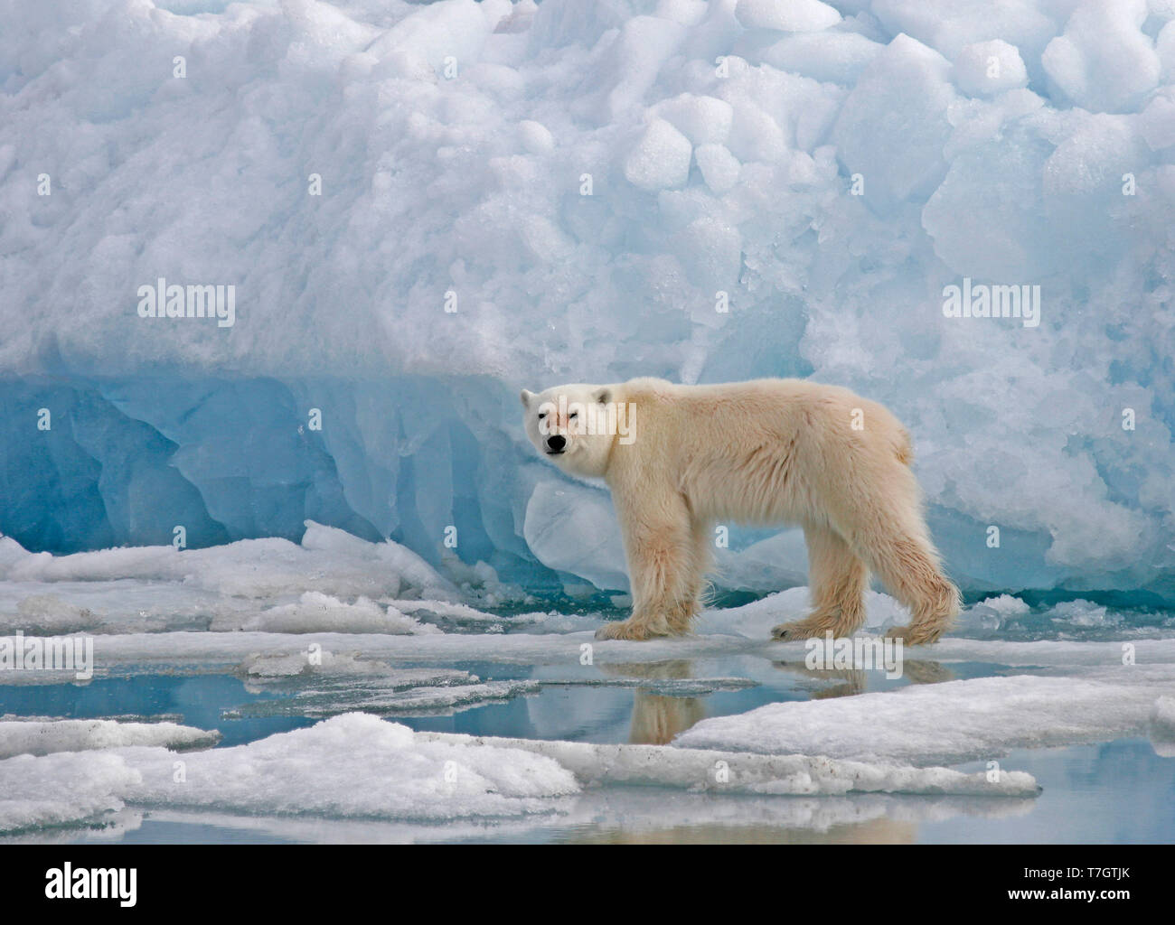 Polar Bear (Ursus marinus) on pack ice Stock Photo
