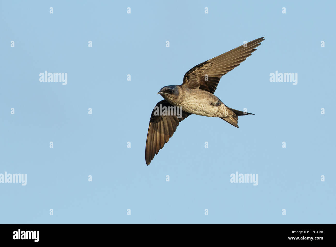 Southern Martin Adult female Purple Martin (Progne subis) in flight at Brazoria County ...