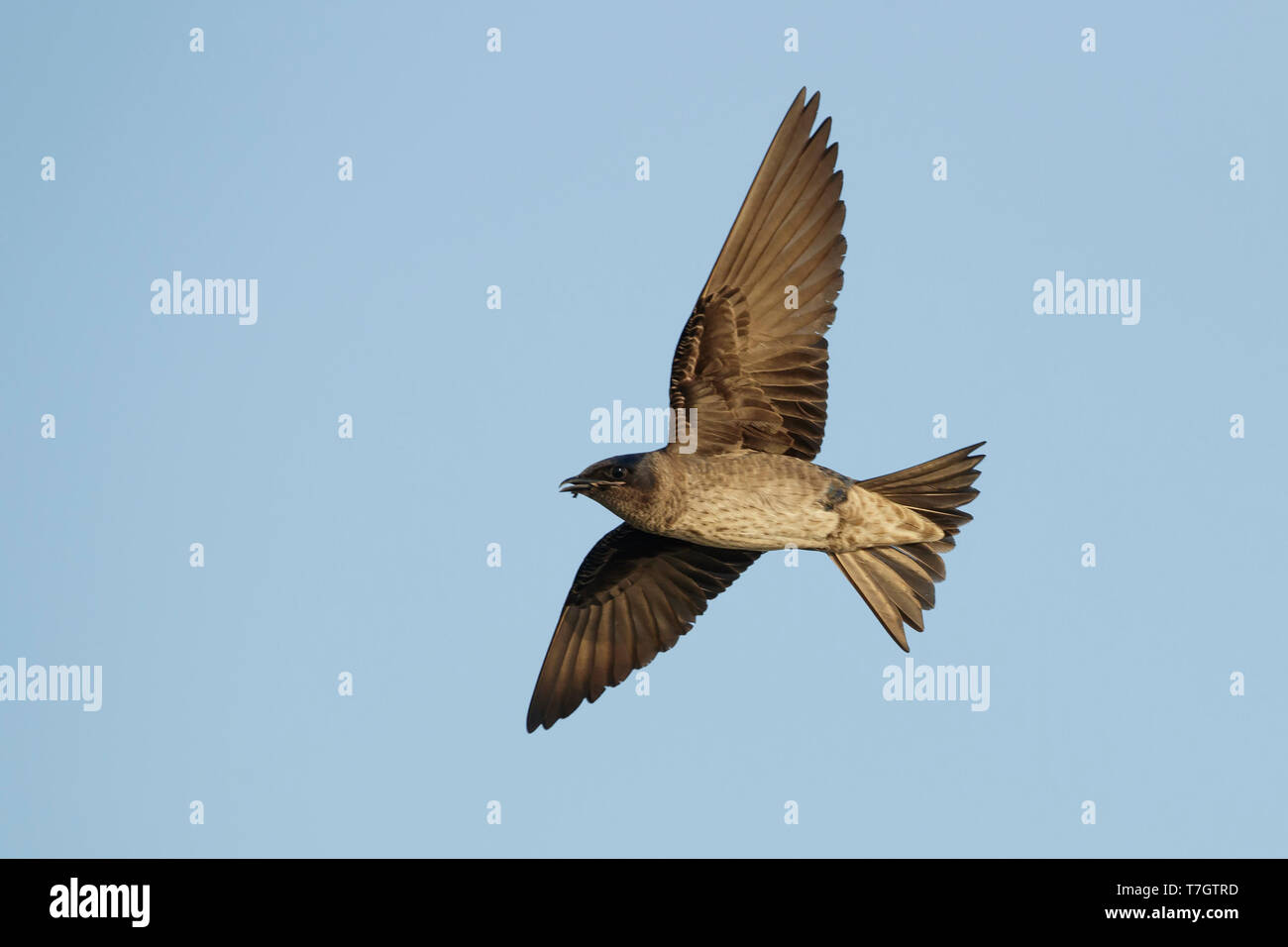 Southern Martin Adult female Purple Martin (Progne subis) in flight at Brazoria County ...