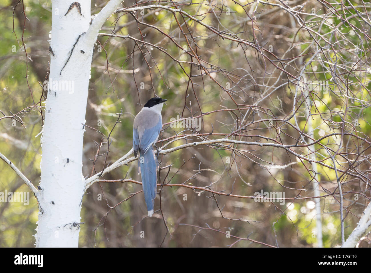 Asian Azure-winged Magpie (Cyanopica cyanus cyanus), Russia (Baikal), adult perched in a tree in a forest. Stock Photo