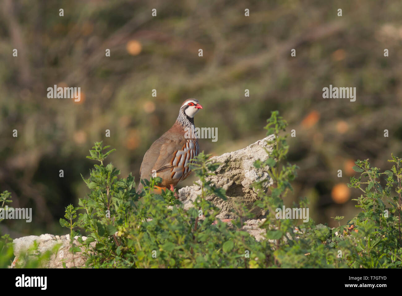 Adult Red-legged Partridge (Alectoris rufa hispanica) in Portugal. Stock Photo