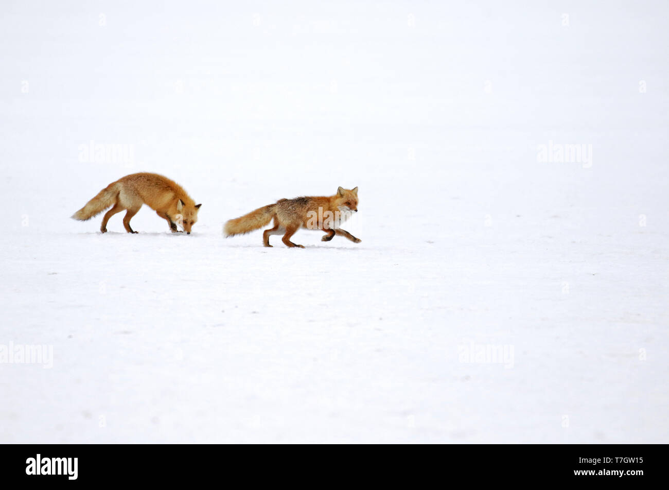 Red Fox (Vulpes vulpes) in the snow of Japan Stock Photo Alamy