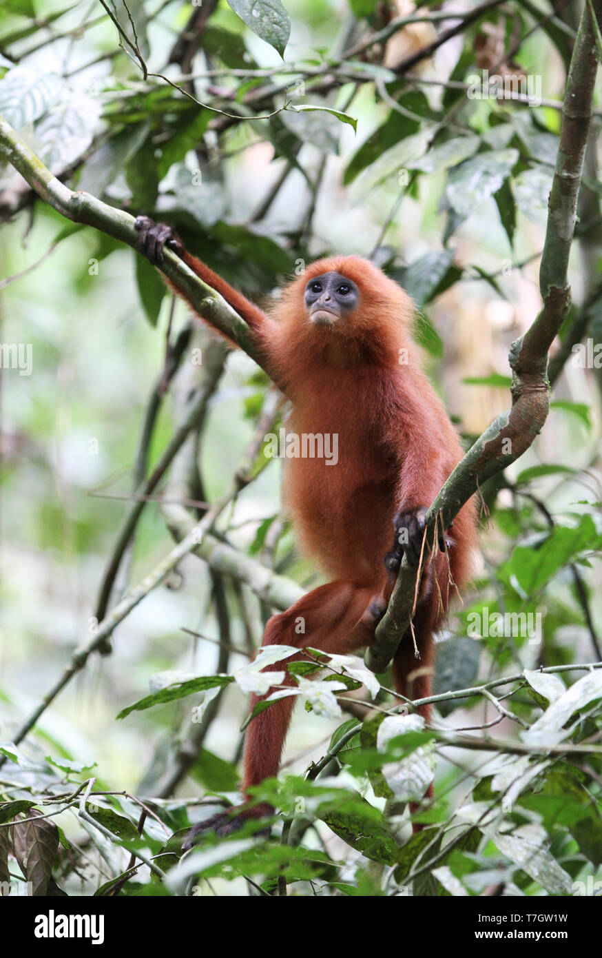 Maroon leaf monkey or Red leaf monkey (Presbytis rubicunda) perched in a tropical tree outside the Gomantong Caves on Sabah, Malaysan Borneo. Stock Photo