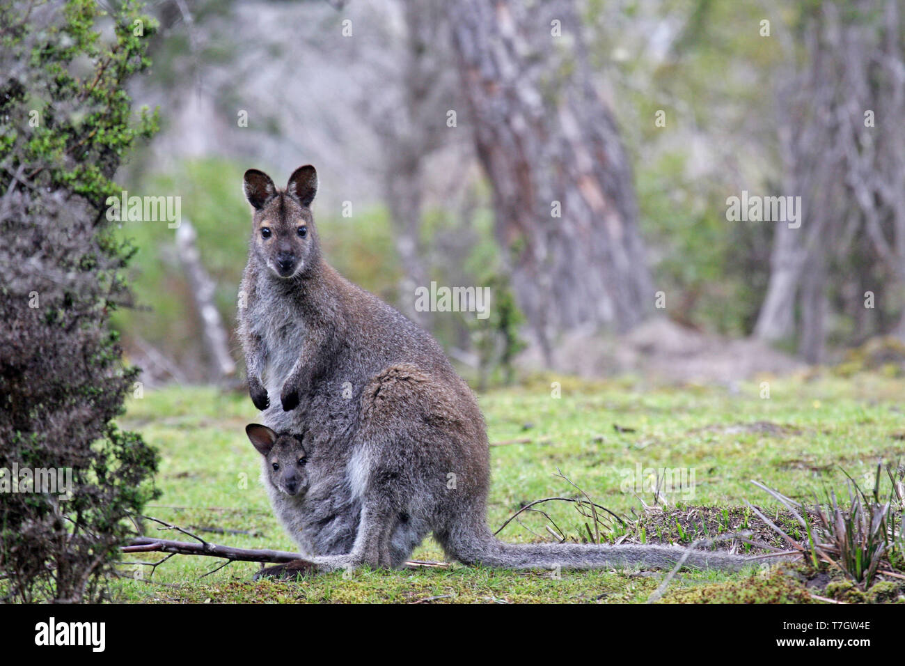 Red-necked Wallaby or Bennett's Wallaby (Macropus rufogriseus) with a young Stock Photo