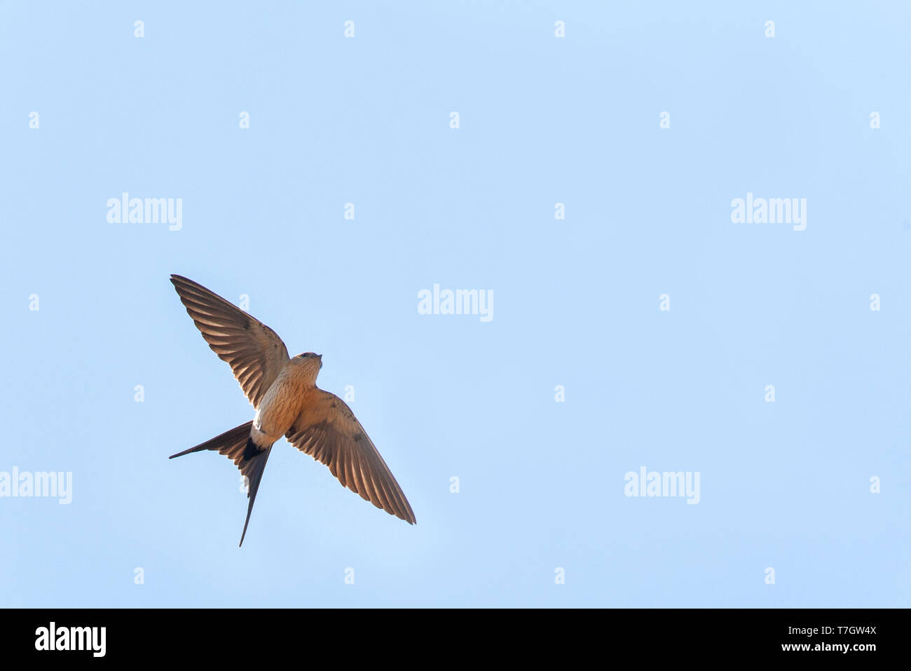 Adult Red-rumped Swallow (Cecropis daurica) in flight against a blue sky as background during spring on the  Aegean island Lesvos in Greece. Seen from Stock Photo
