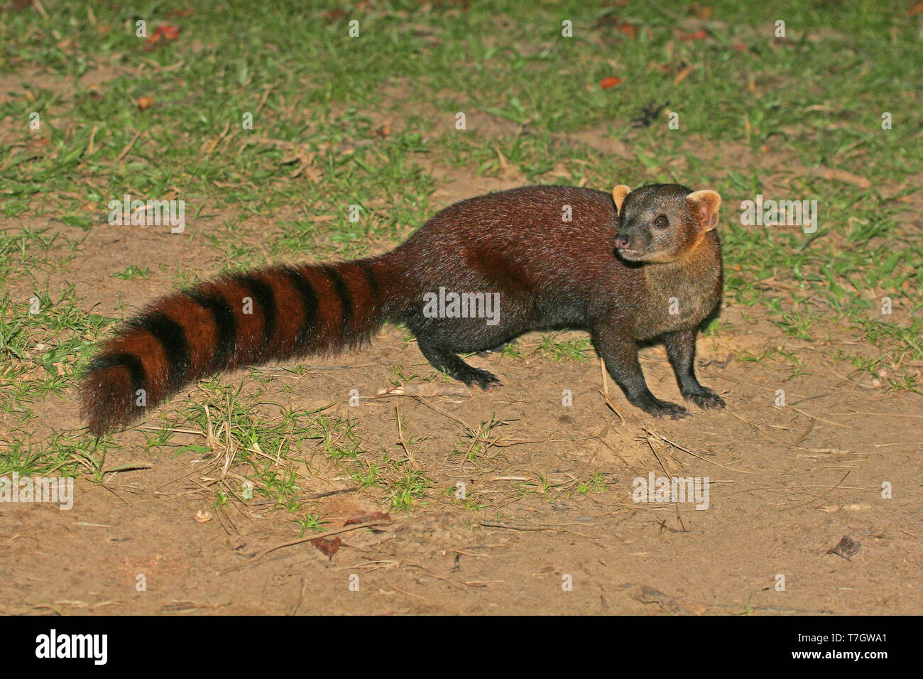 Endemic Ringtailed Mongoose (Galidia elegans), also known as the ring