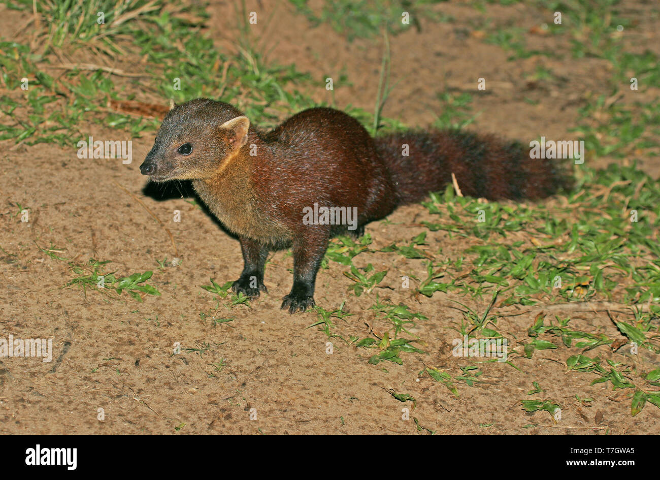 Endemic Ringtailed Mongoose (Galidia elegans), also known as the ring