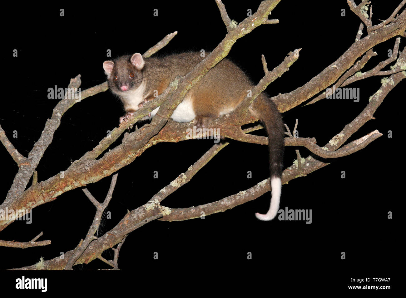 Common ringtail possum (Pseudocheirus peregrinus) in a tree at night Stock Photo