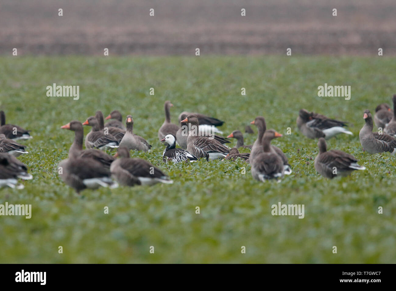 Blue morph Ross's Goose (Anser rossii) as a vagrant in the Netherlands. Stock Photo
