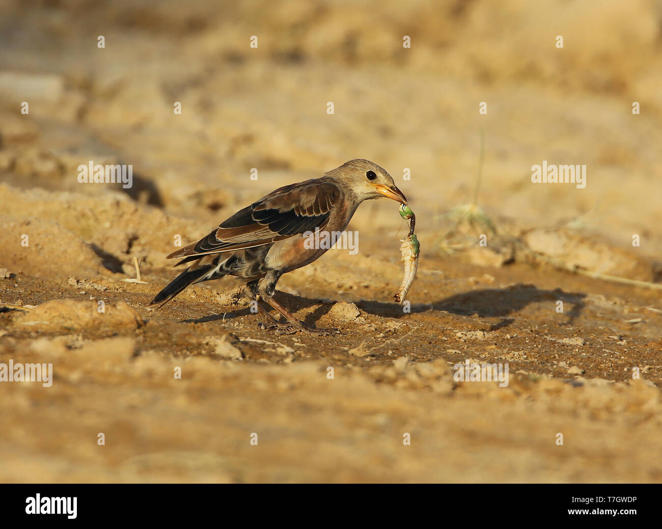 First-winter Rosy Starling (Pastor roseus) at Salalah - Oman. With ...