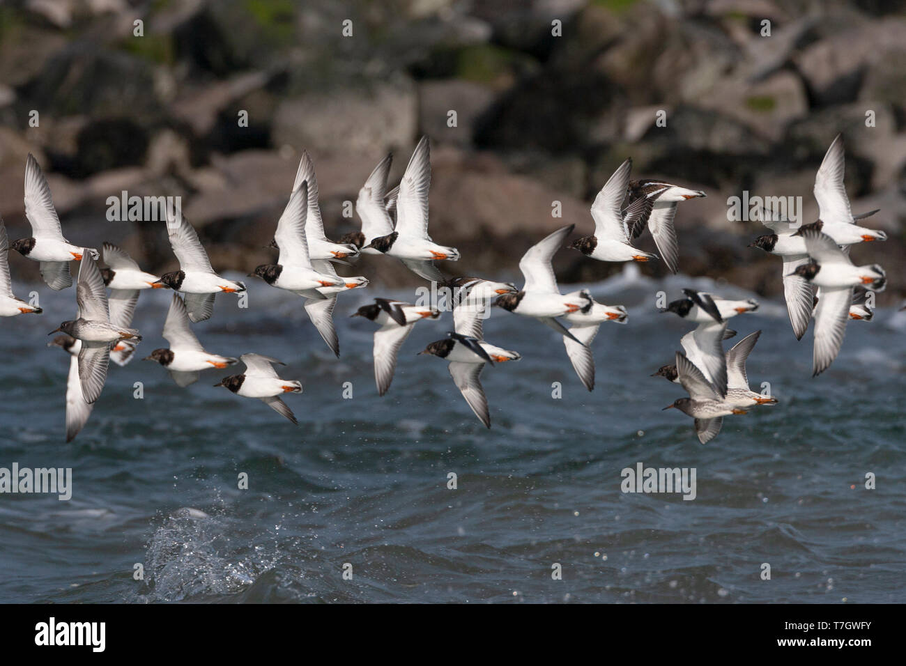 Wintering flock of Ruddy Turnstones (Arenaria interpres) in flight at the Brouwersdam, with three Purple Sandpipers, along the coast in the Netherland Stock Photo