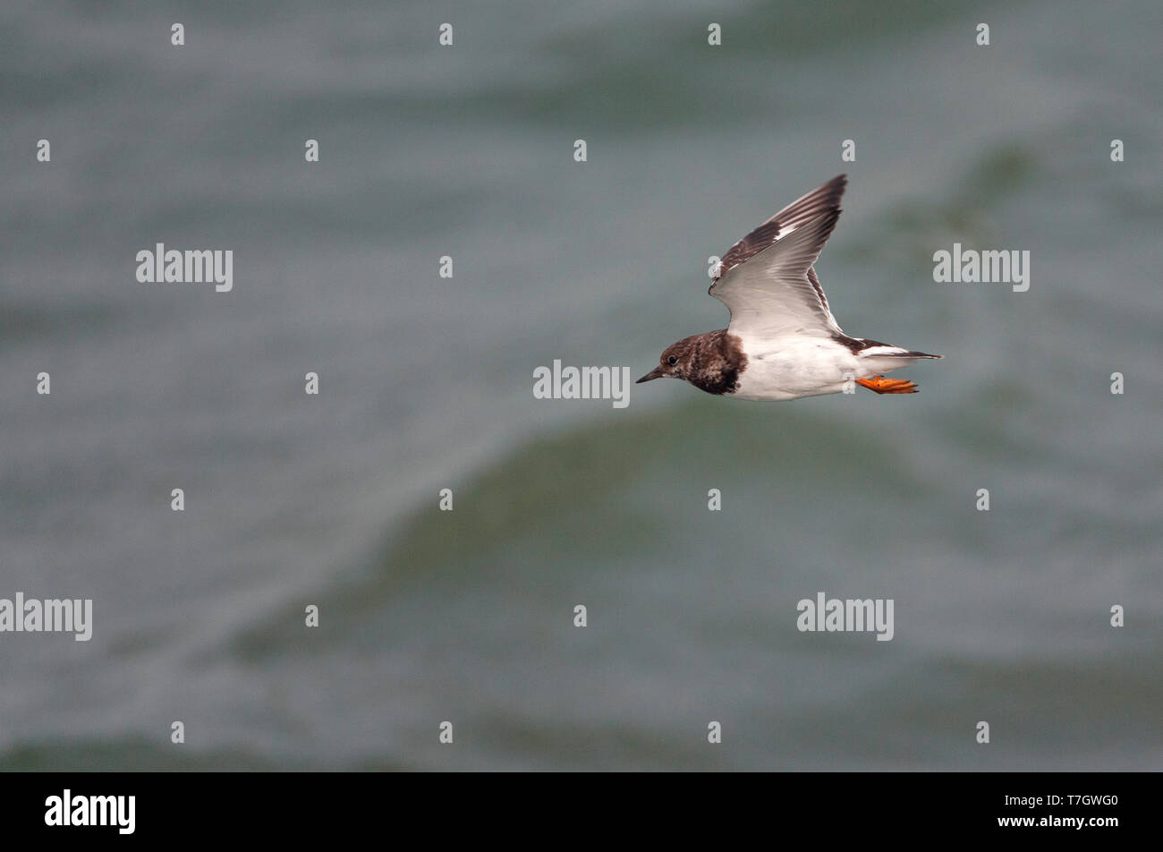 Migranting Ruddy Turnstone (Arenaria interpres) during autumn migration over the north sea off the south pier of IJmuiden in the Netherlands. Stock Photo