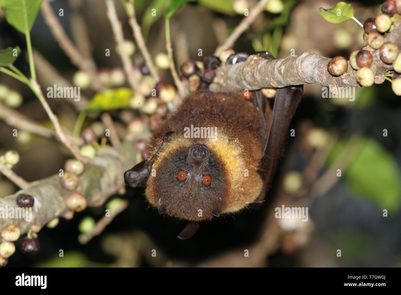 Flying fox ryukyu fruit bat hires stock photography and images Alamy