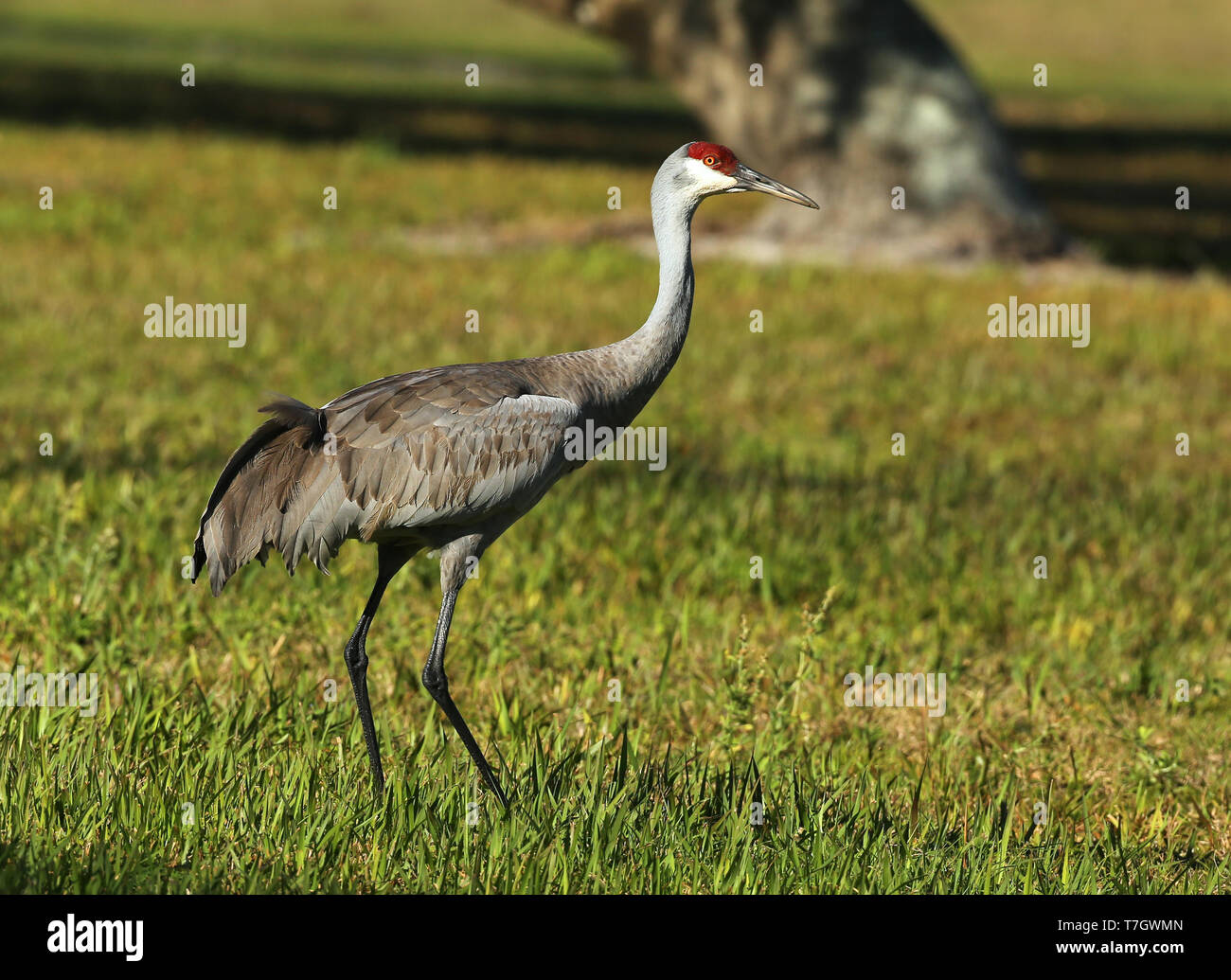 immature Sandhill Crane (Antigone canadensis) at Three lakes WMA, Florida, USA. Stock Photo
