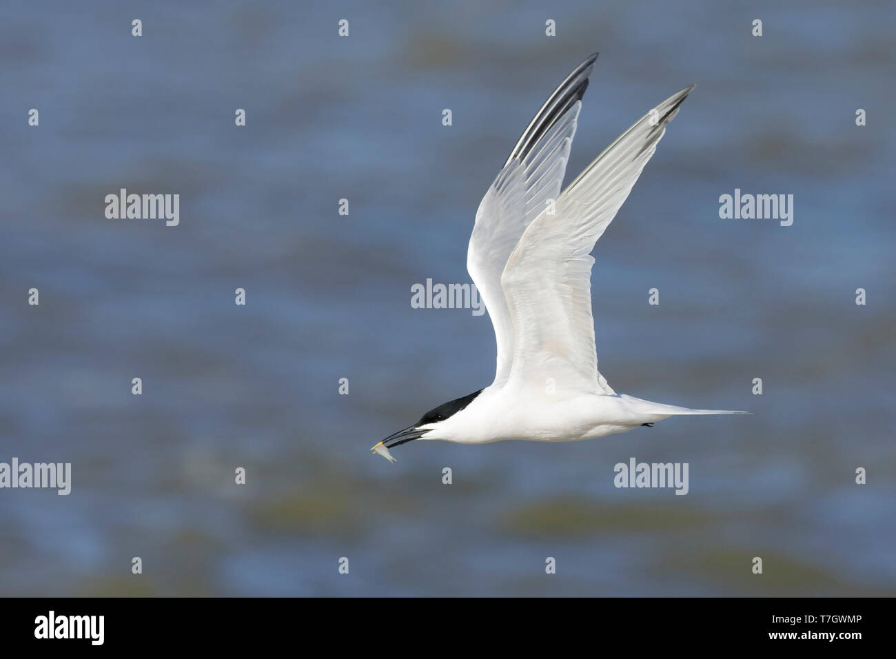 Adult Cabot's Tern, Thalasseus acuflavidus Galveston Co., Texas. Flying against the sea as a background. Stock Photo