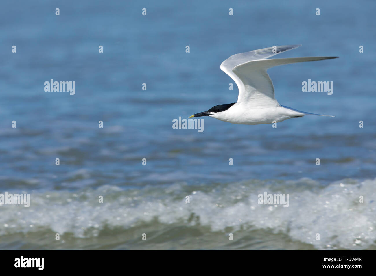 Adult Cabot's Tern, Thalasseus acuflavidus Galveston Co., Texas. Flying against the sea as a background. Stock Photo