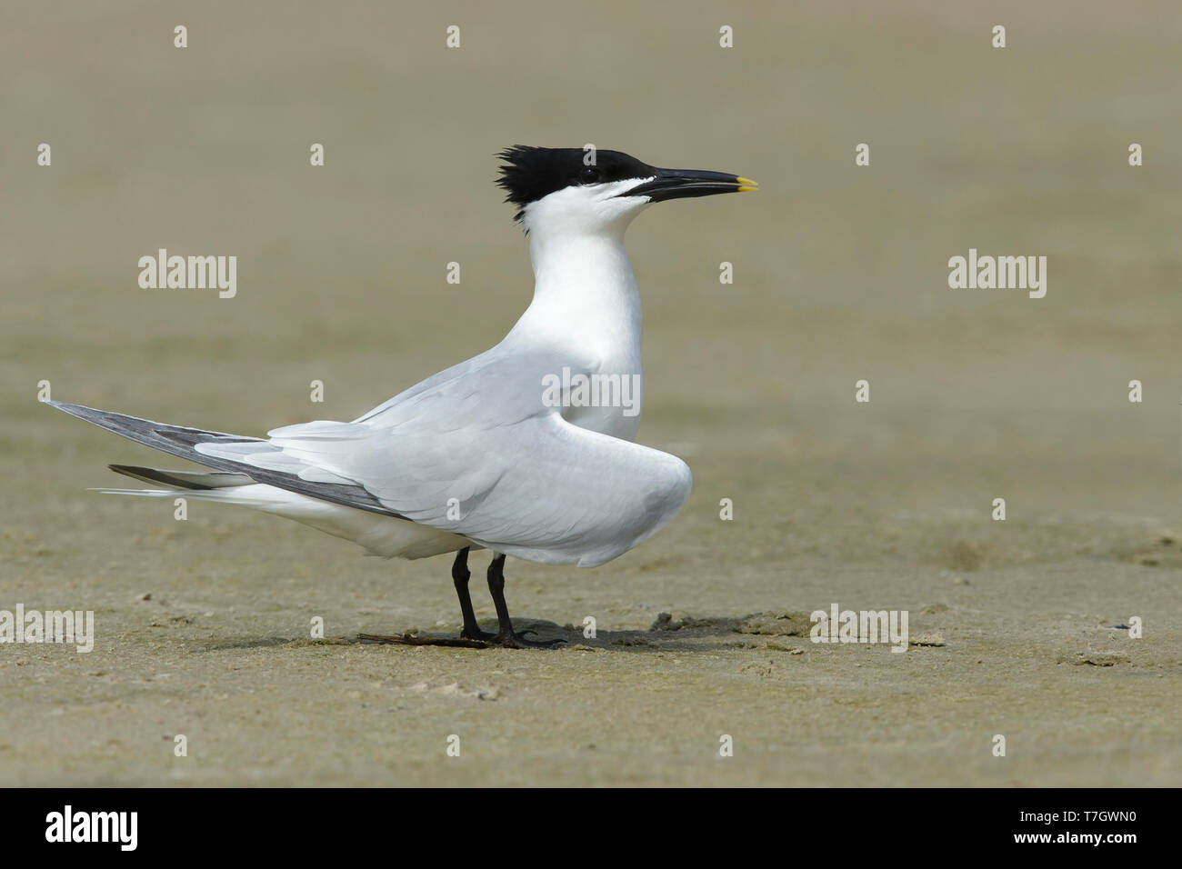 Adult Cabot's Tern (Thalasseus acuflavidus) standing on the beach in Galveston County, Texas, USA. Stock Photo