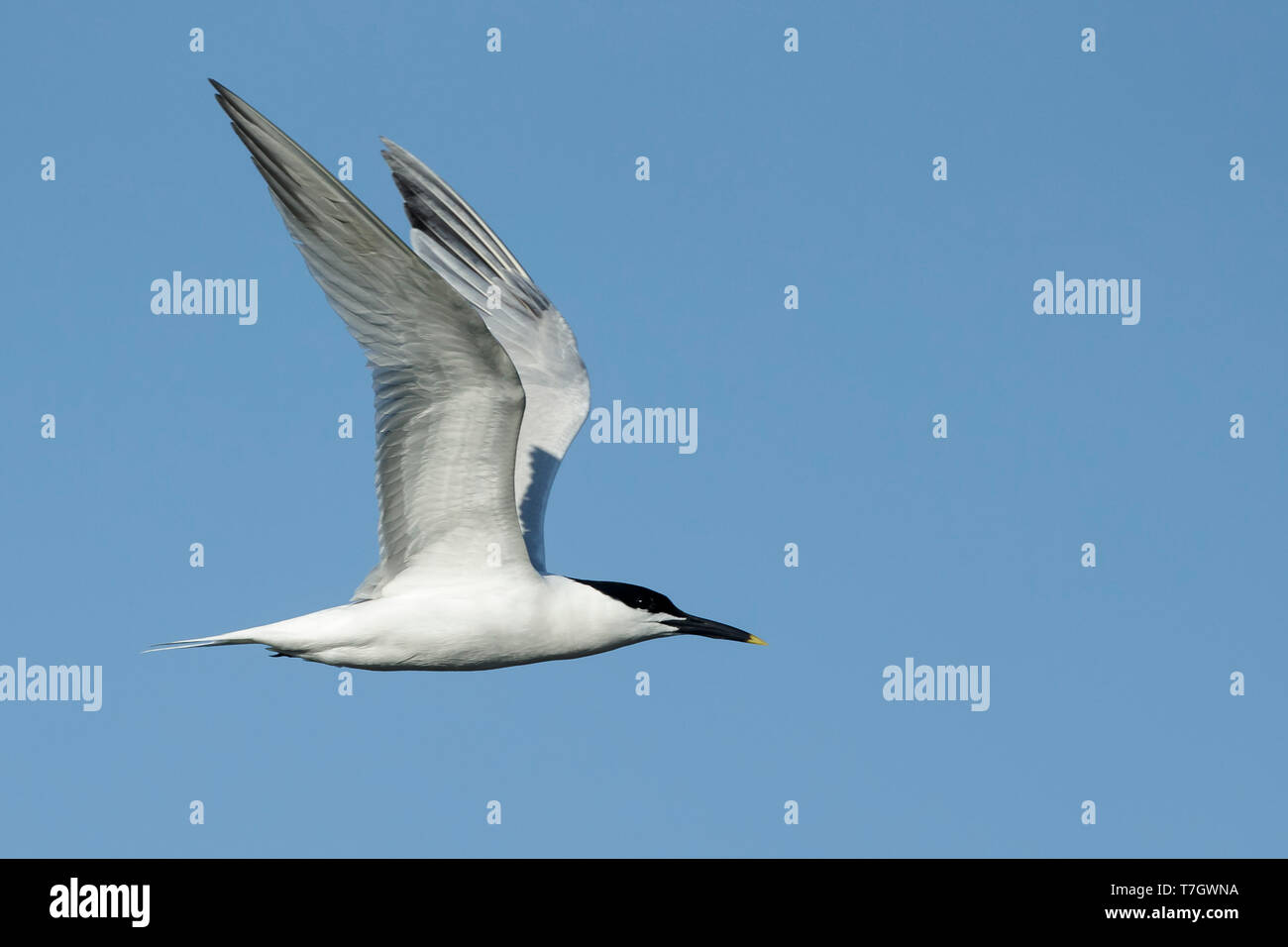 Adult Cabot's Tern (Thalasseus acuflavidus) in flight against a blue sky at Galveston County, Texas, USA. Stock Photo