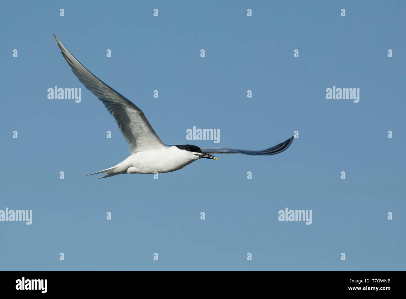 Adult Cabot's Tern (Thalasseus acuflavidus) in flight against a blue sky at Galveston County, Texas, USA. Stock Photo