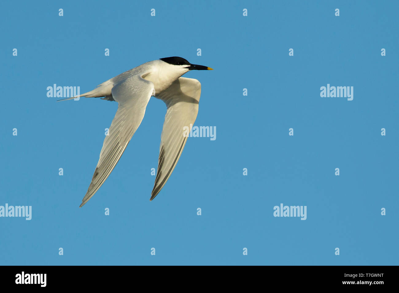 Adult Cabot's Tern (Thalasseus acuflavidus) in flight against a blue sky as background in Galveston County, Texas, USA. Stock Photo