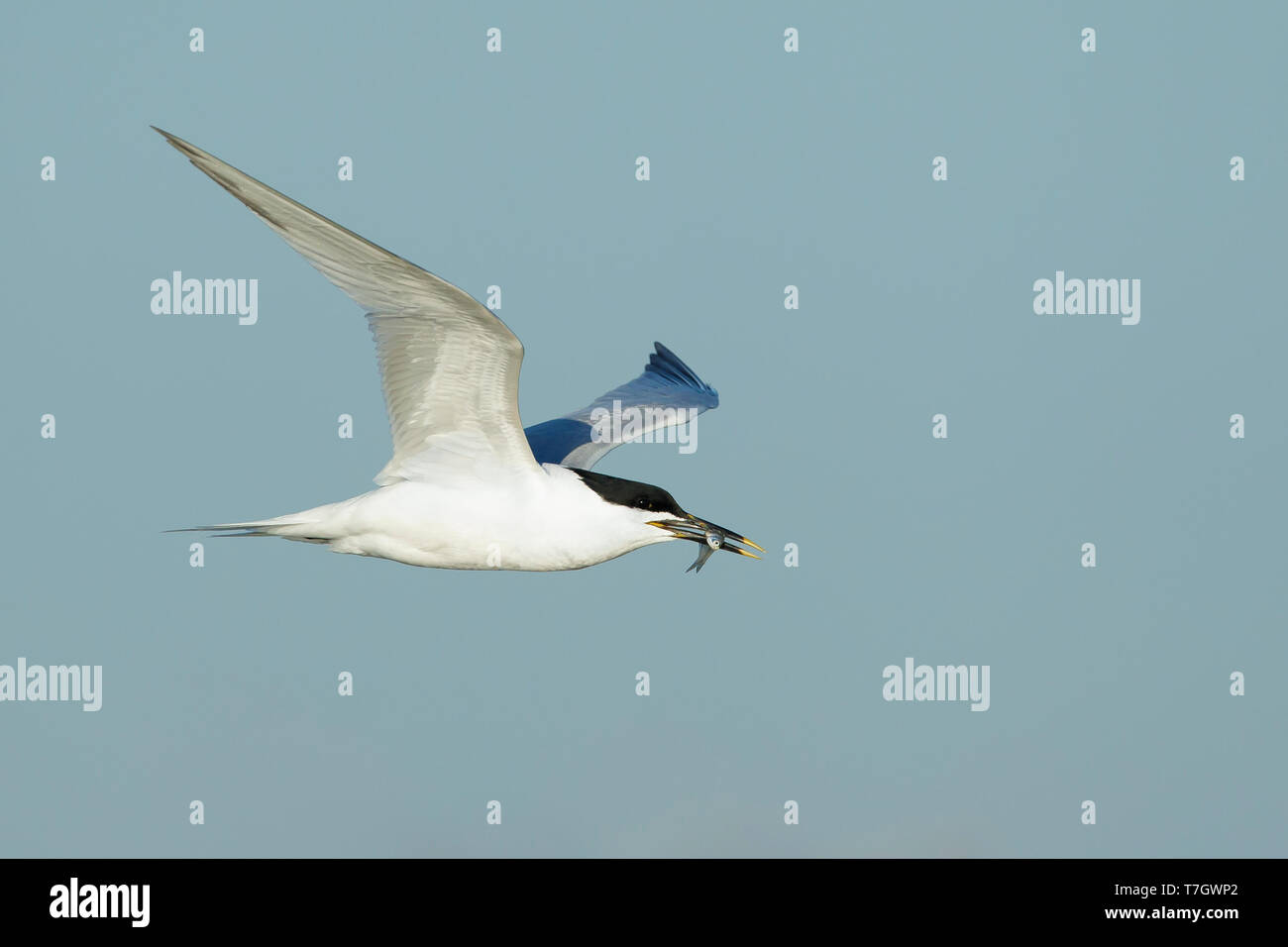 Adult Cabot's Tern (Thalasseus acuflavidus) in flight against a blue sky as background in Galveston County, Texas, USA. Stock Photo